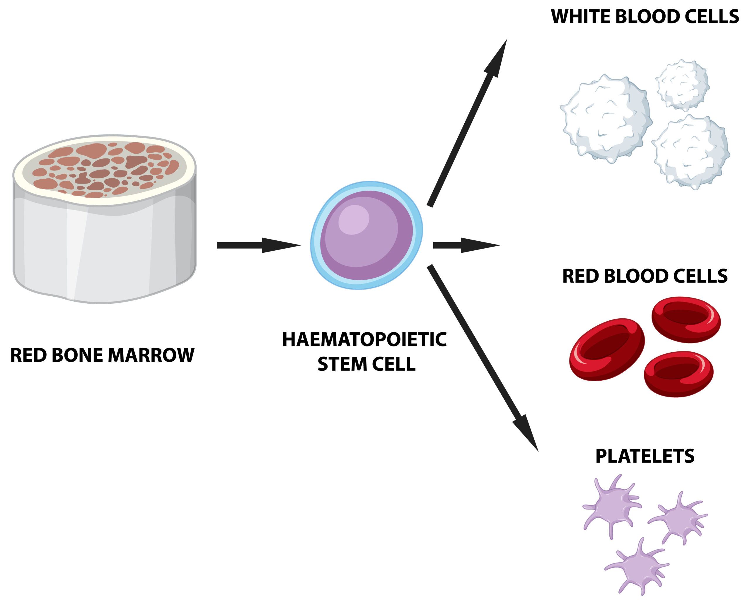Bone Marrow Transplant Cost in India