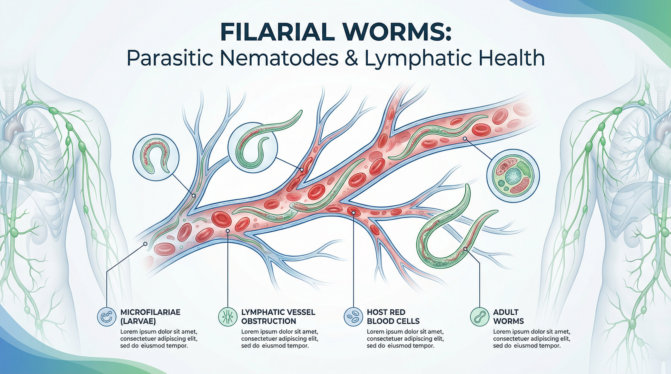 Illustration of filarial worms inside a human lymphatic vessel, showing adult worms, microfilariae, lymphatic obstruction, and surrounding red blood cells. The background includes faint outlines of the human lymphatic system.